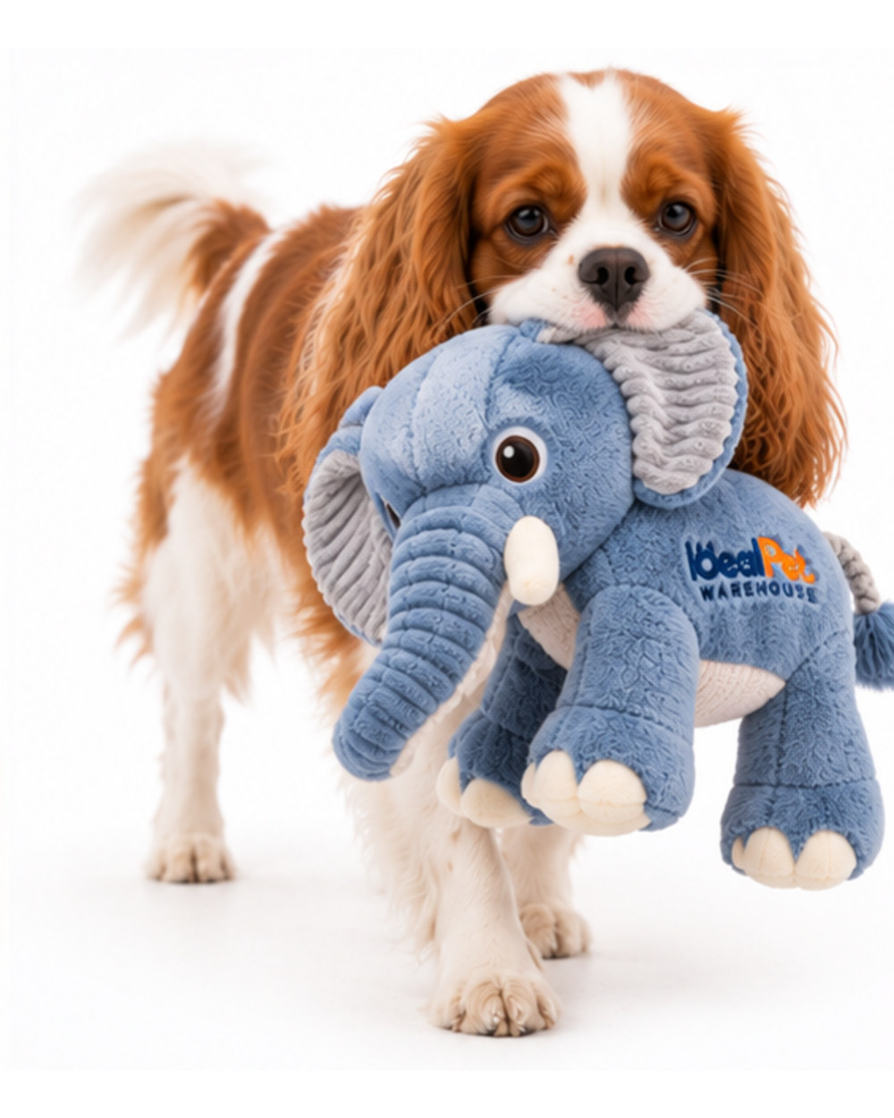 Cavalier King Charles spaniel carrying the blue plush elephant toy