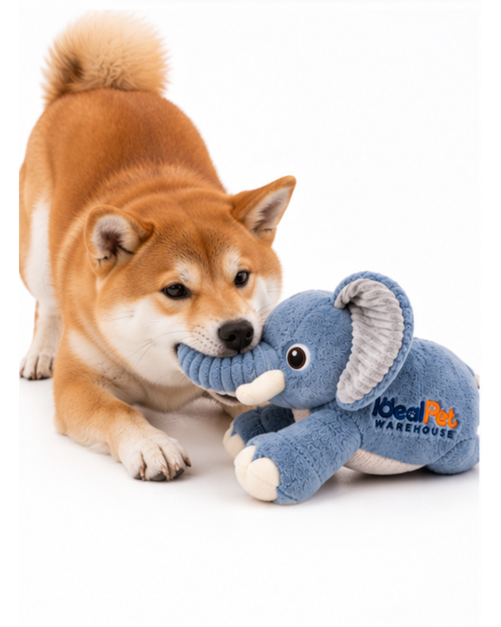 Shiba Inu holding the trunk of the blue plush elephant toy